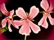 пеларгония vectis rosebud
