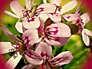 пеларгония фото цветов